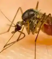 Karnataka health department on high alert mode after Zika virus detected in Chikkaballapur Karnataka health department on high alert mode after Zika virus detected in Chikkaballapur